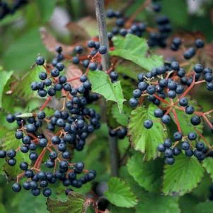 Native Shrubs